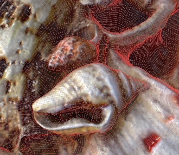 Shell Bowl Low-poly 3D model_20