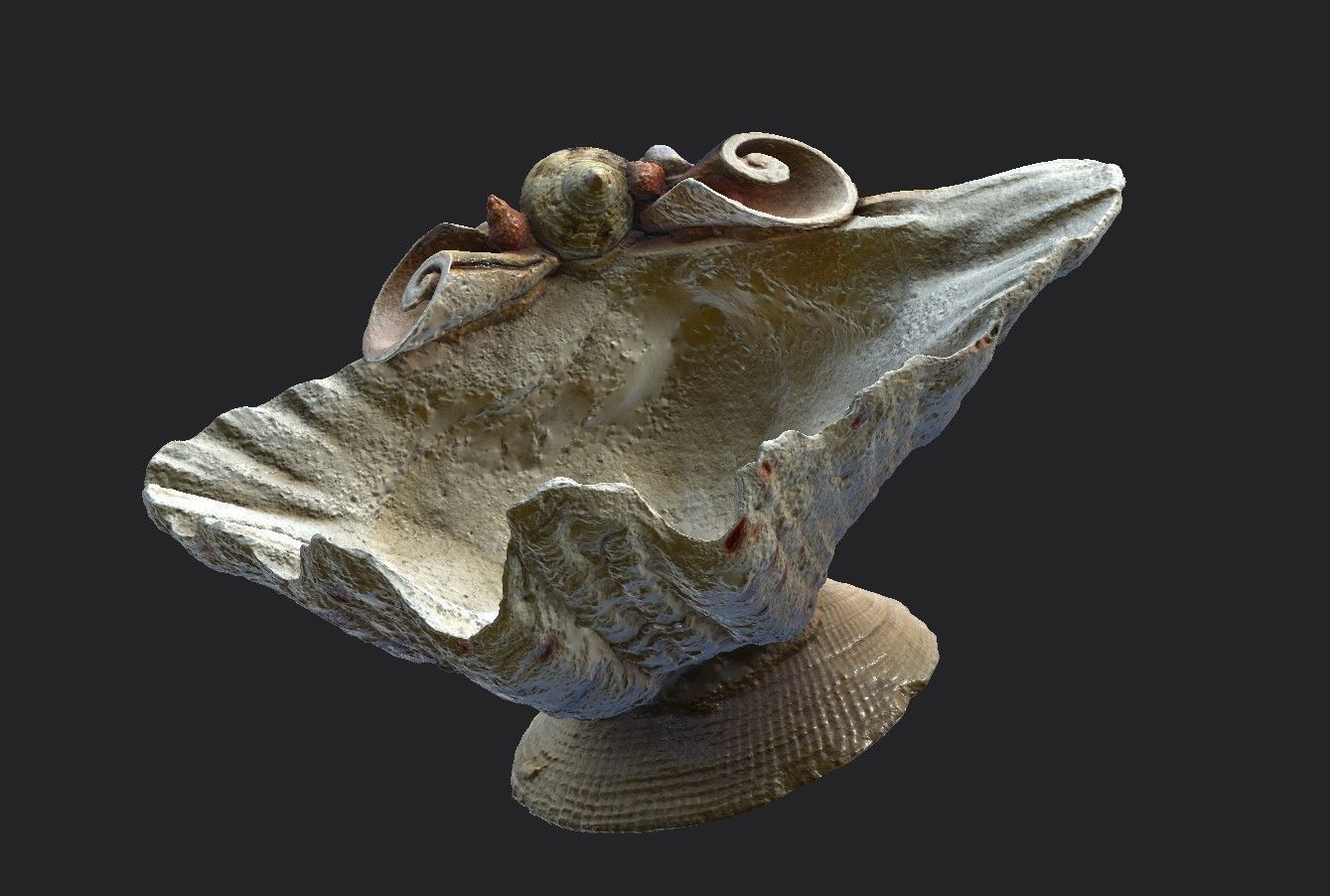 Shell Bowl Low-poly 3D model_10