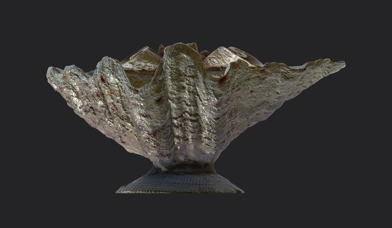 Shell Bowl Low-poly 3D model_8