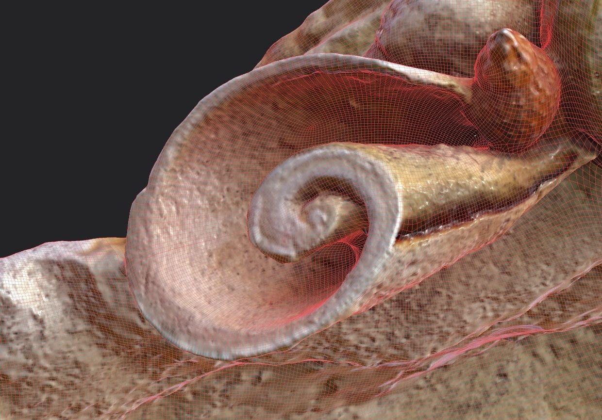 Shell Bowl Low-poly 3D model_17