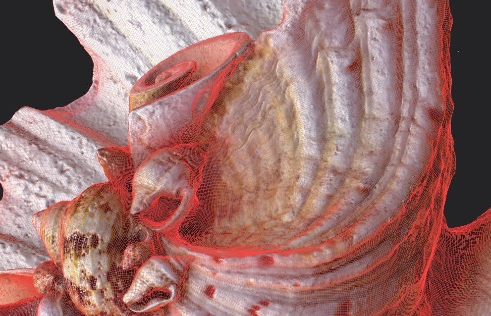 Shell Bowl Low-poly 3D model_21