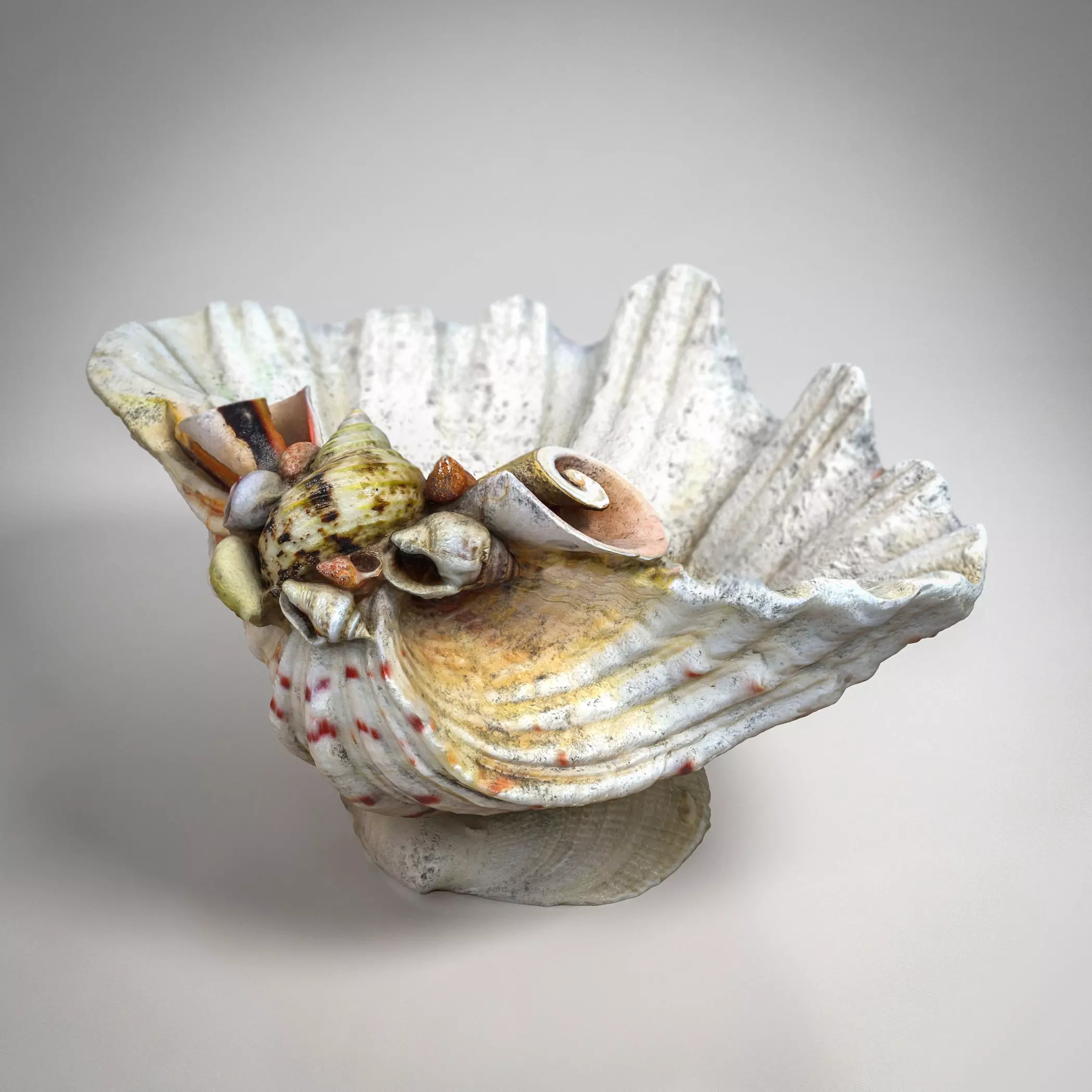 Shell Bowl Low-poly 3D model_0