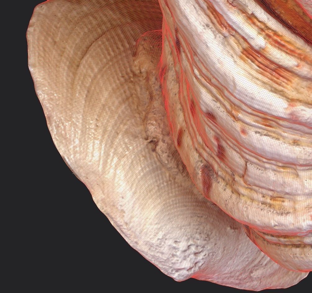 Shell Bowl Low-poly 3D model_23