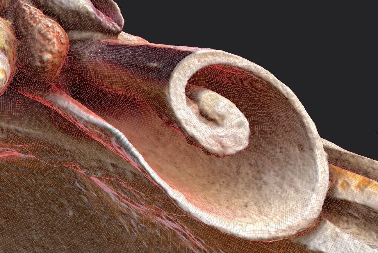 Shell Bowl Low-poly 3D model_18