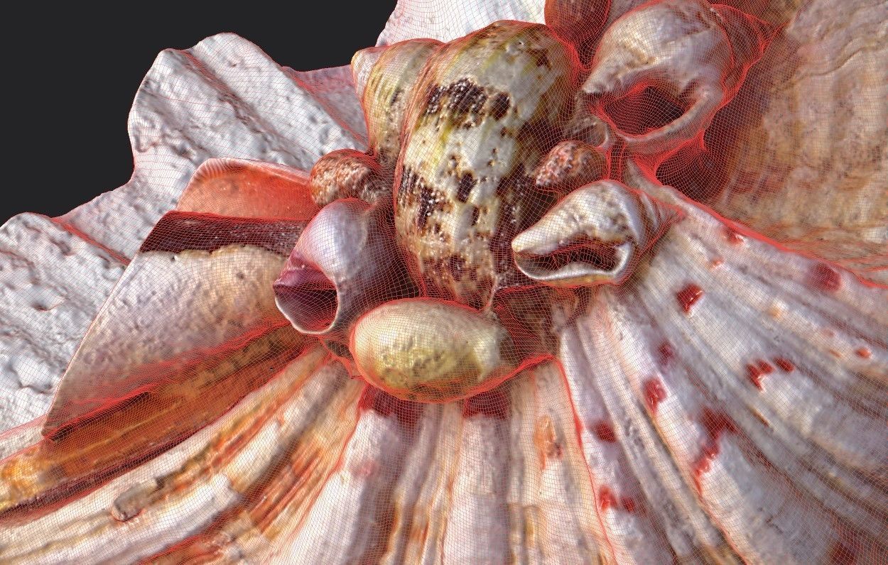 Shell Bowl Low-poly 3D model_19