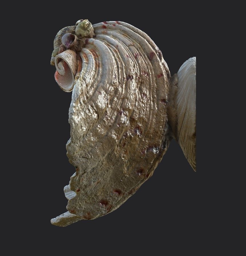 Shell Bowl Low-poly 3D model_11