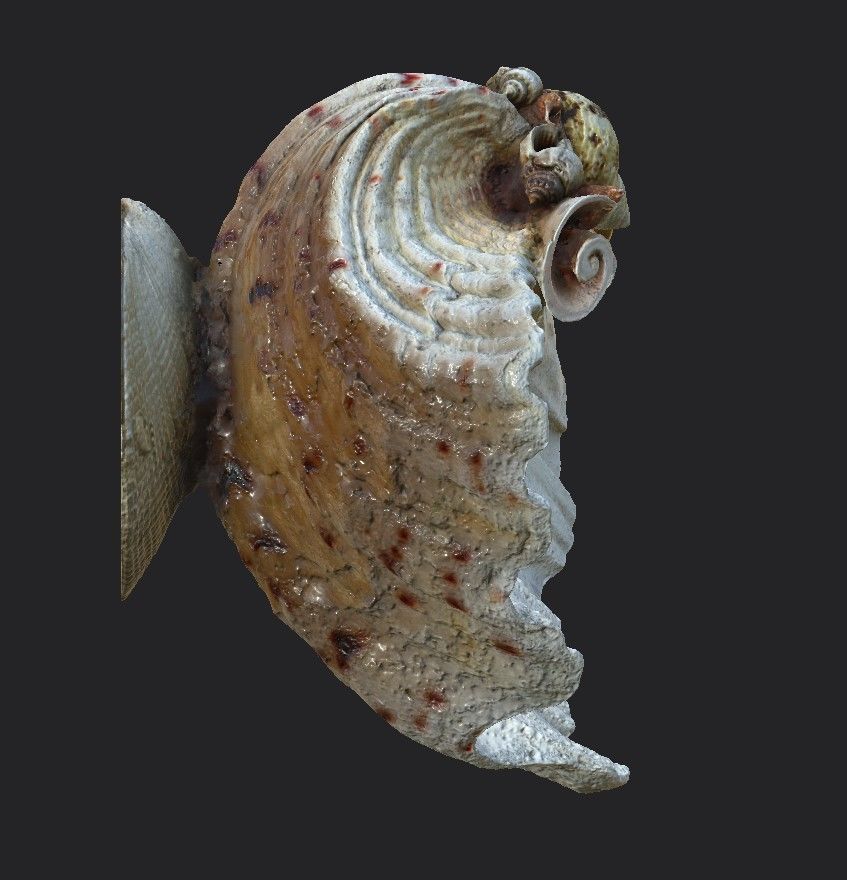 Shell Bowl Low-poly 3D model_9