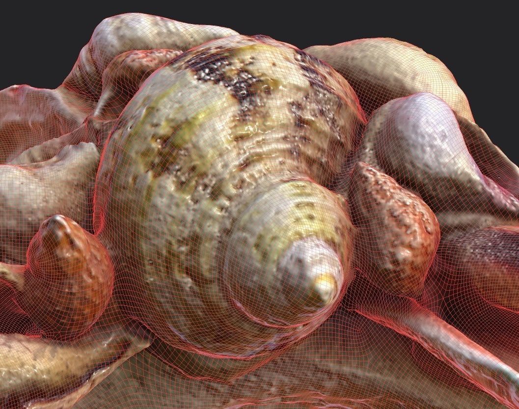 Shell Bowl Low-poly 3D model_16