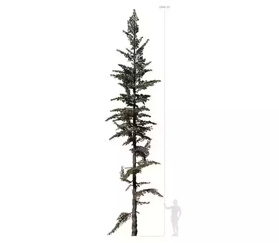 Conifer Tree 003 3D model