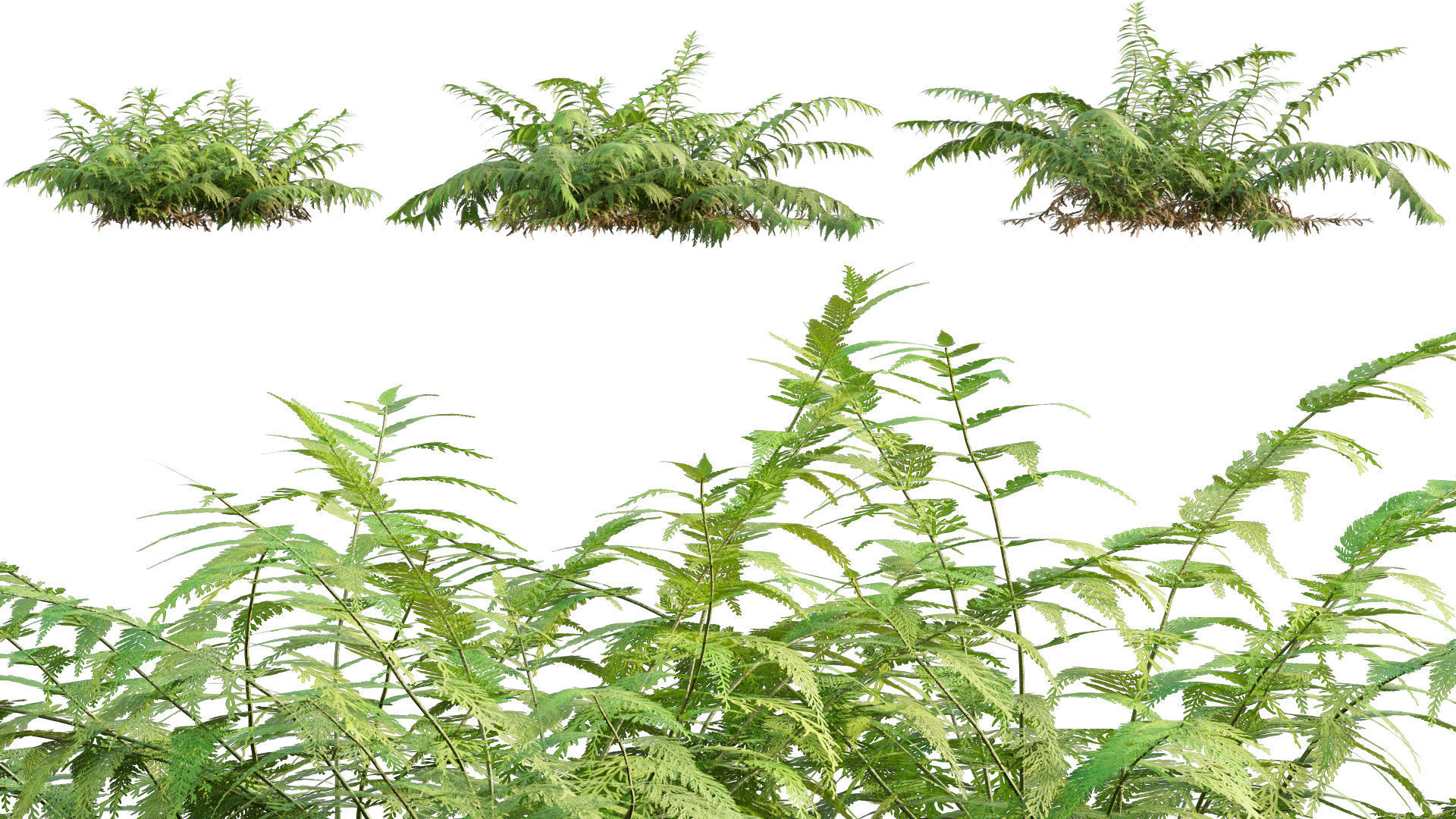 Bundle 09 - Fern garden 3D model_4