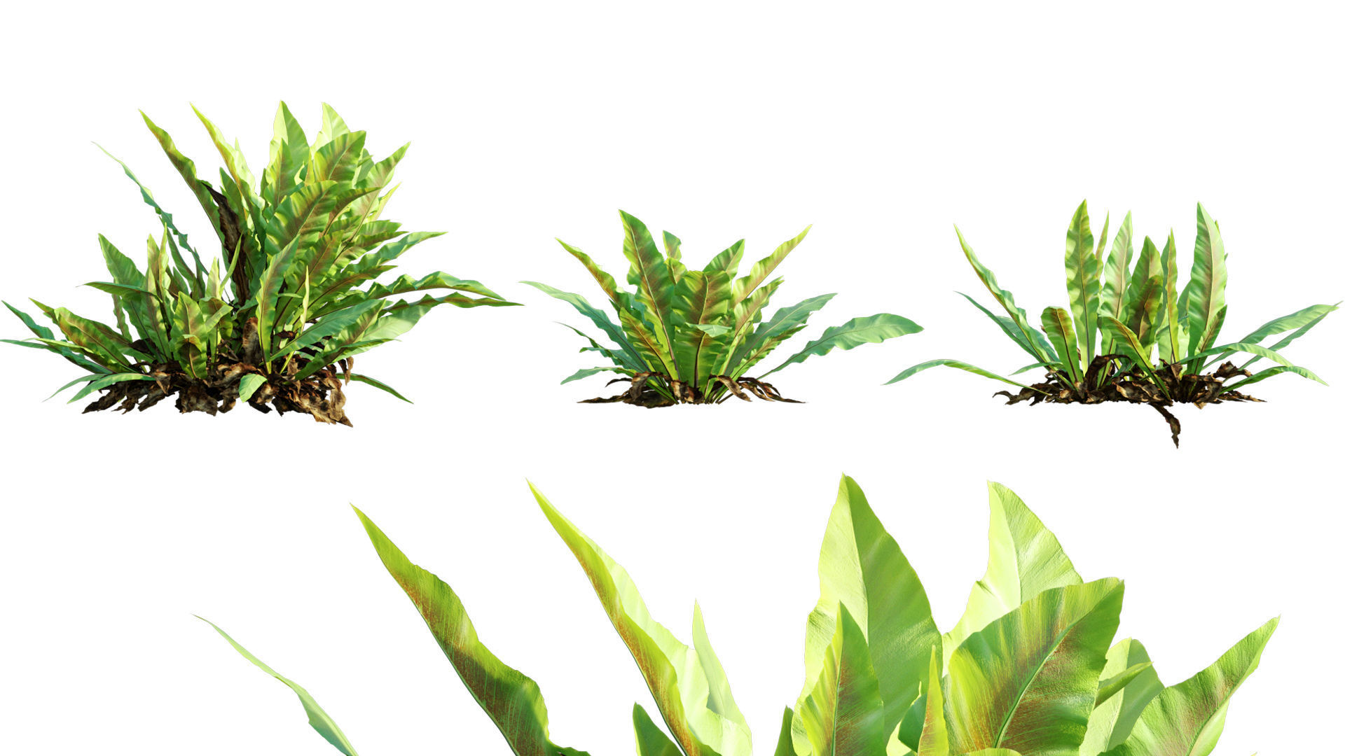 Bundle 09 - Fern garden 3D model_10