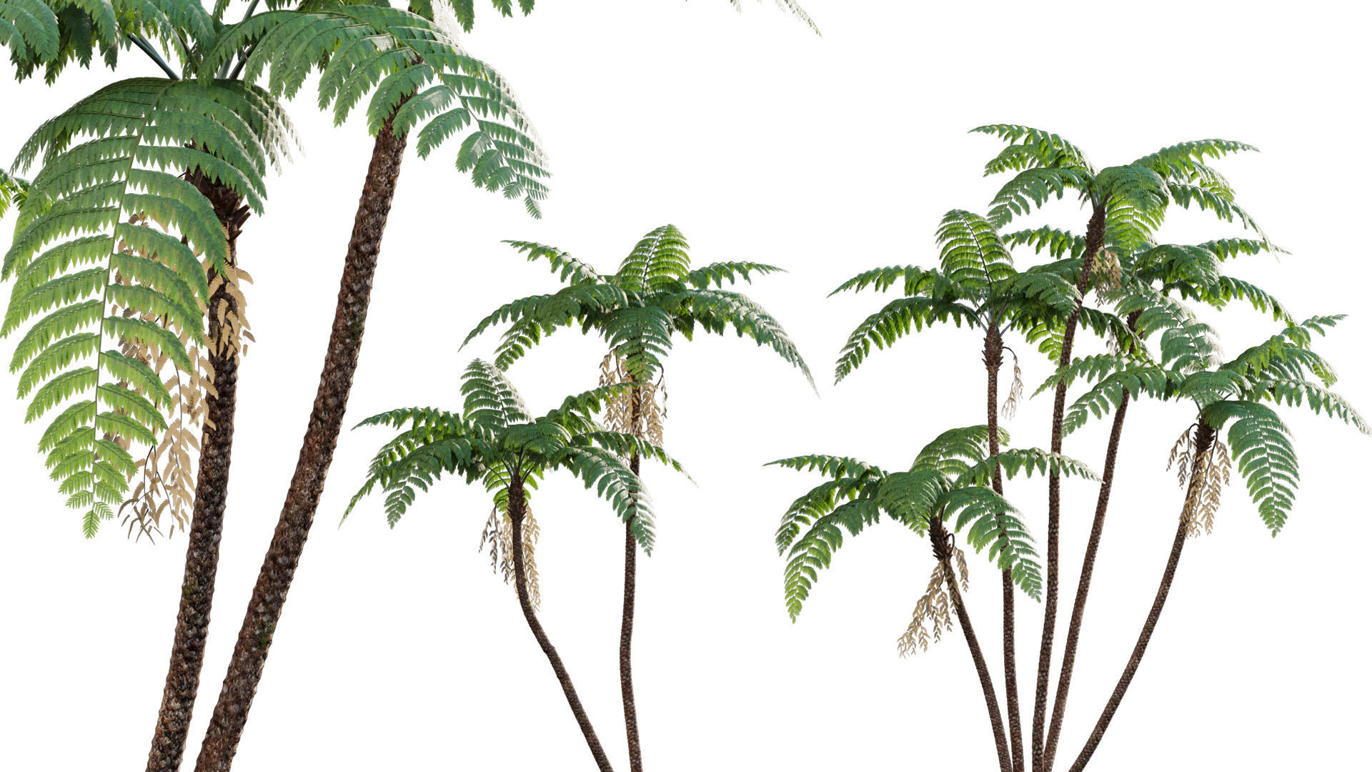 Bundle 09 - Fern garden 3D model_13