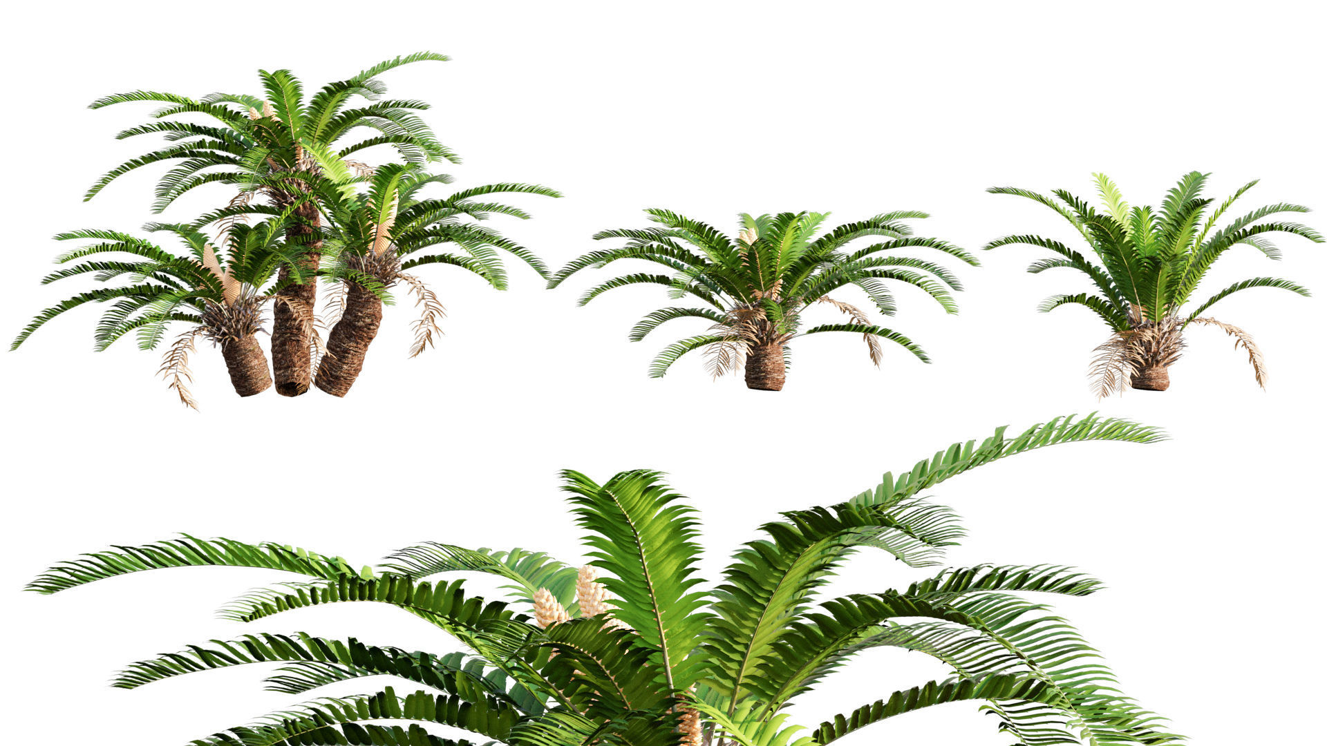 Bundle 09 - Fern garden 3D model_17