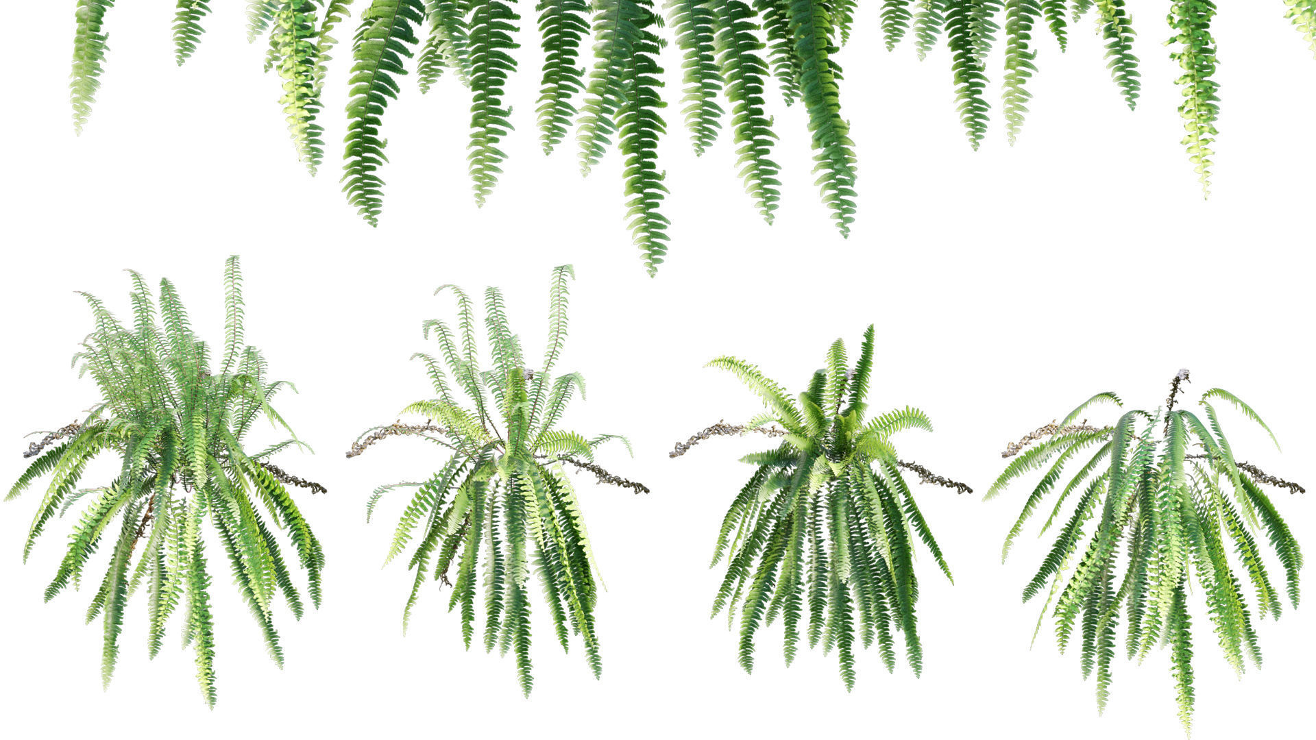 Bundle 09 - Fern garden 3D model_7