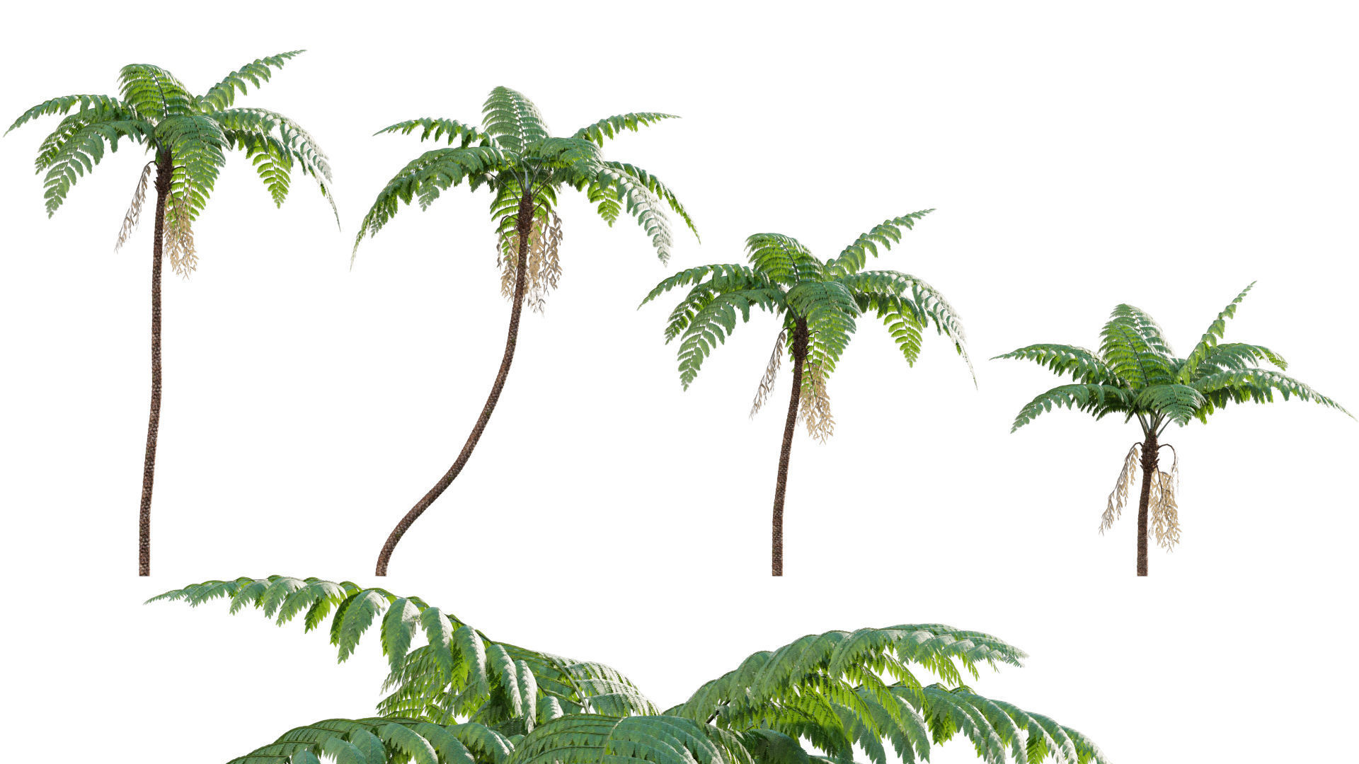 Bundle 09 - Fern garden 3D model_14