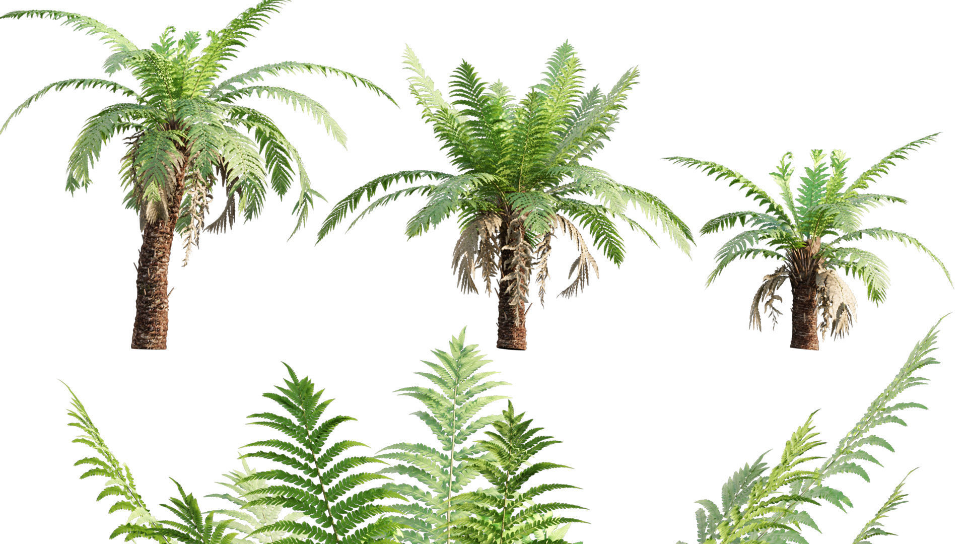 Bundle 09 - Fern garden 3D model_15