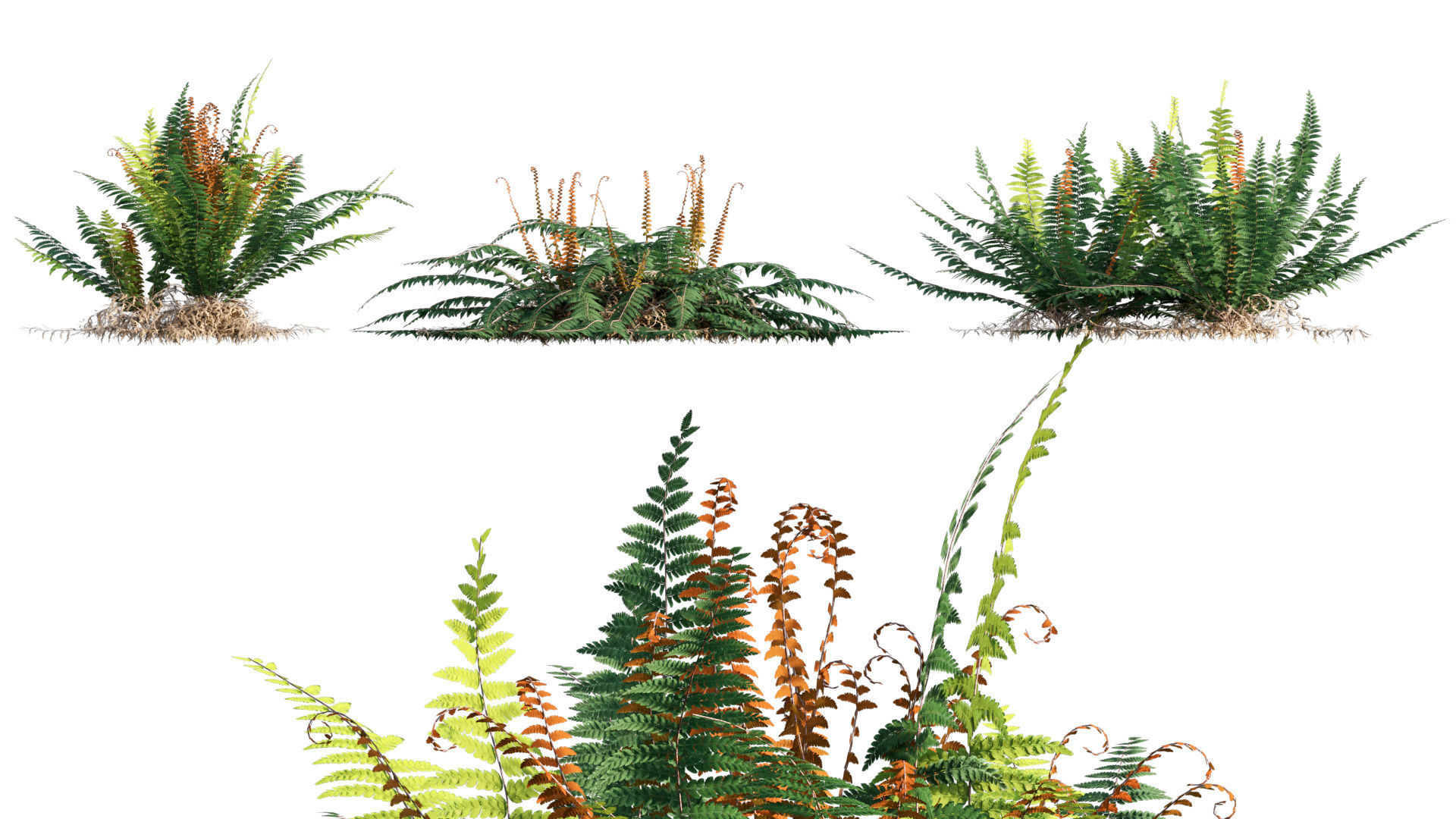Bundle 09 - Fern garden 3D model_30