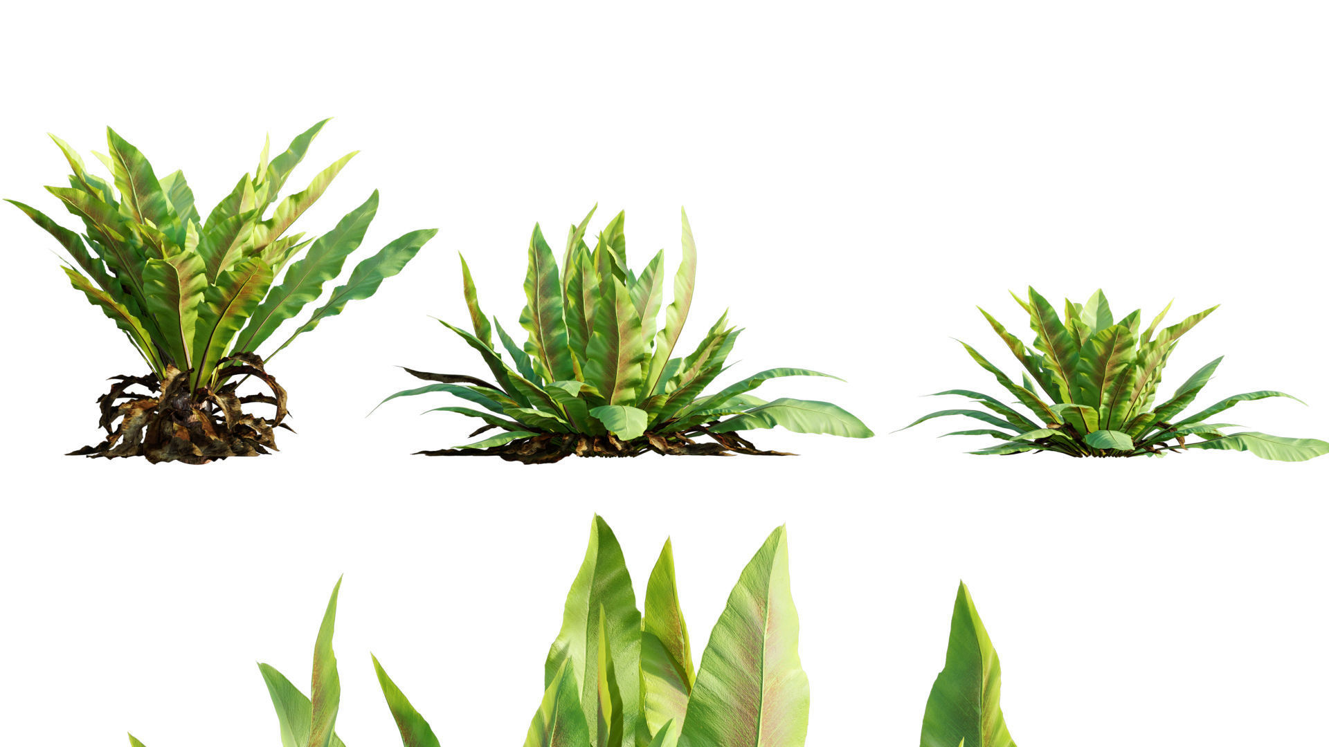 Bundle 09 - Fern garden 3D model_8