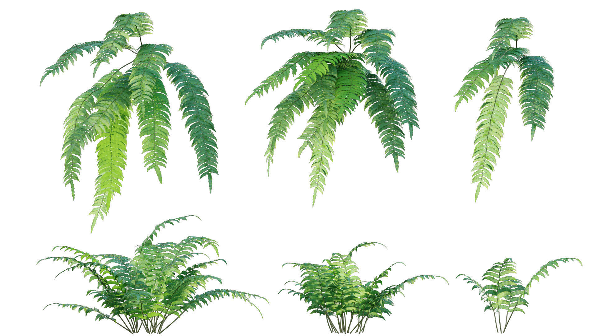 Bundle 09 - Fern garden 3D model_27