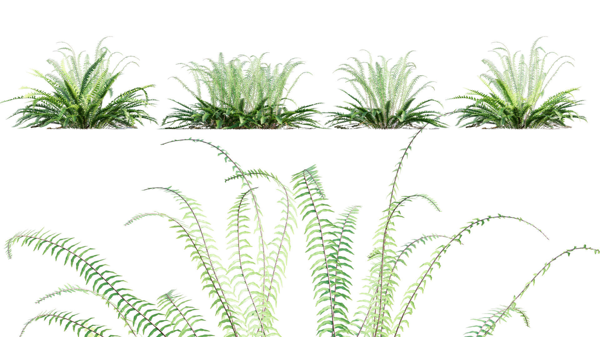 Bundle 09 - Fern garden 3D model_16