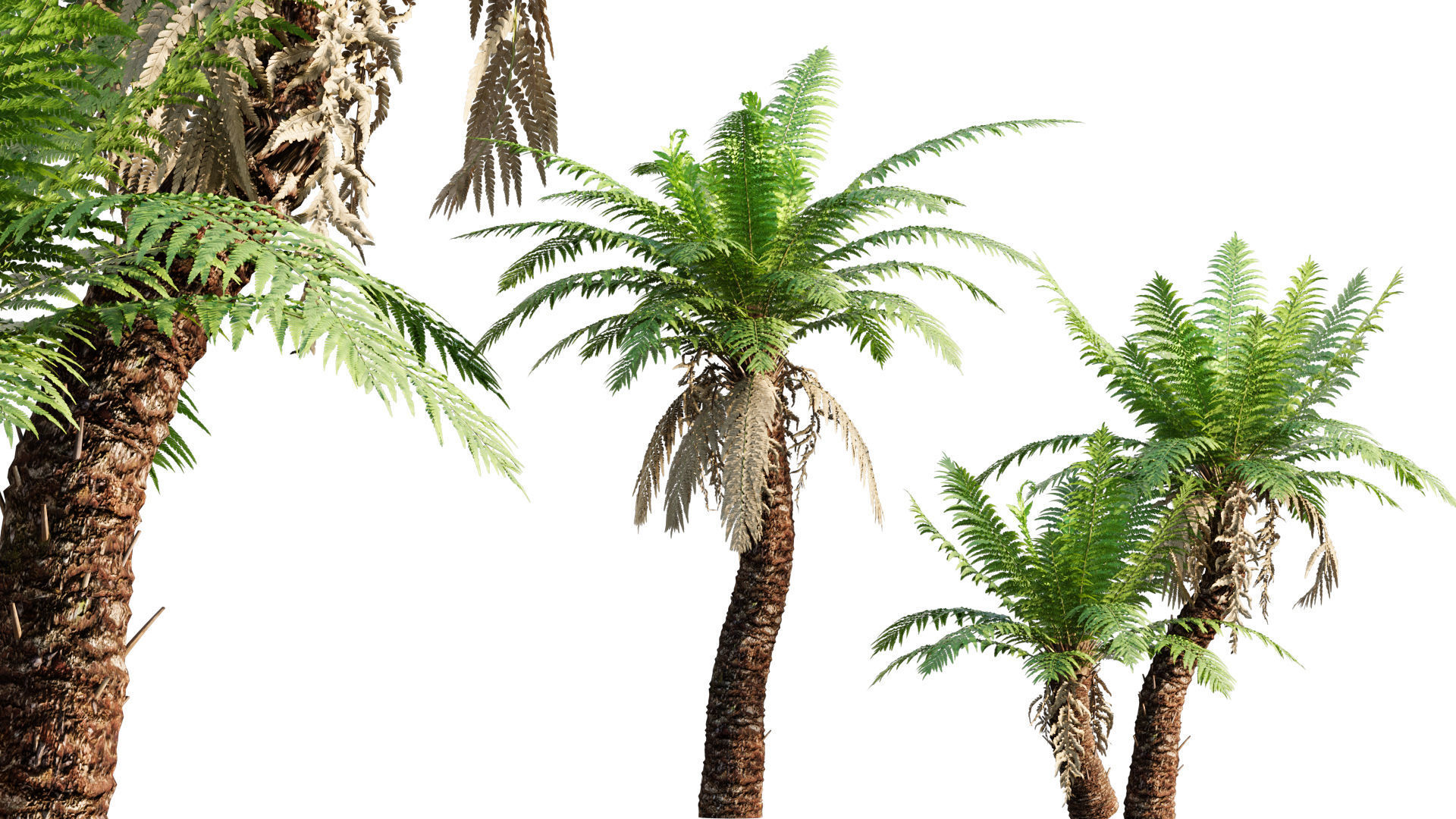 Bundle 09 - Fern garden 3D model_22