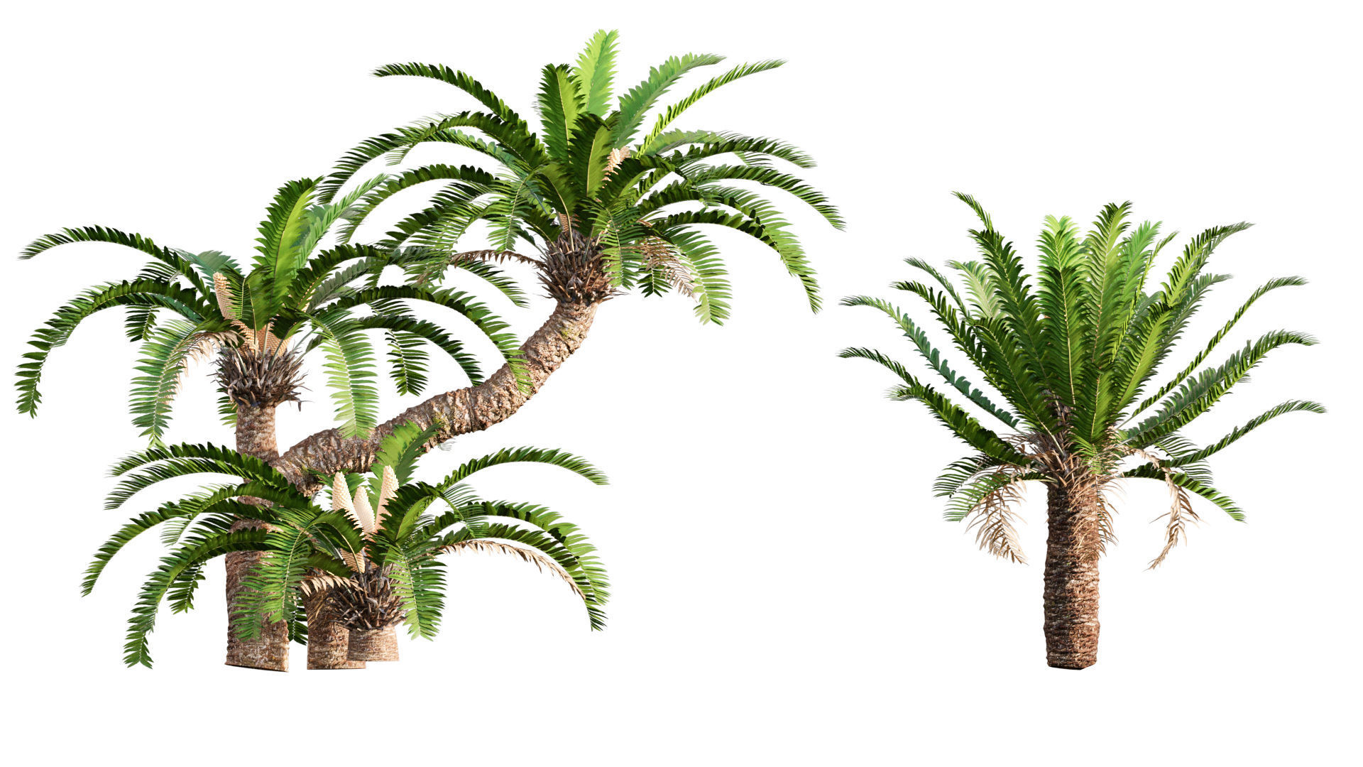 Bundle 09 - Fern garden 3D model_26