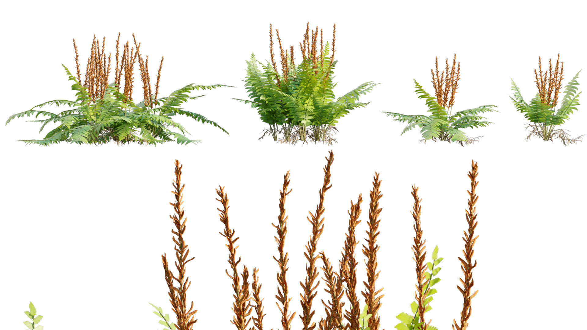 Bundle 09 - Fern garden 3D model_28