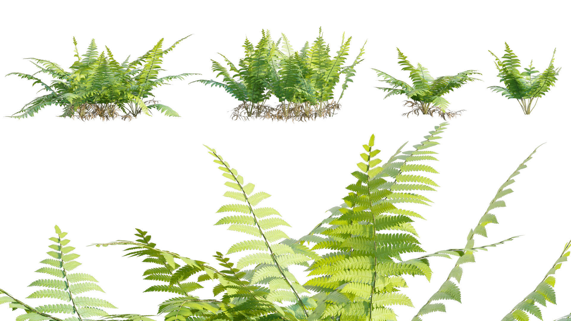 Bundle 09 - Fern garden 3D model_25