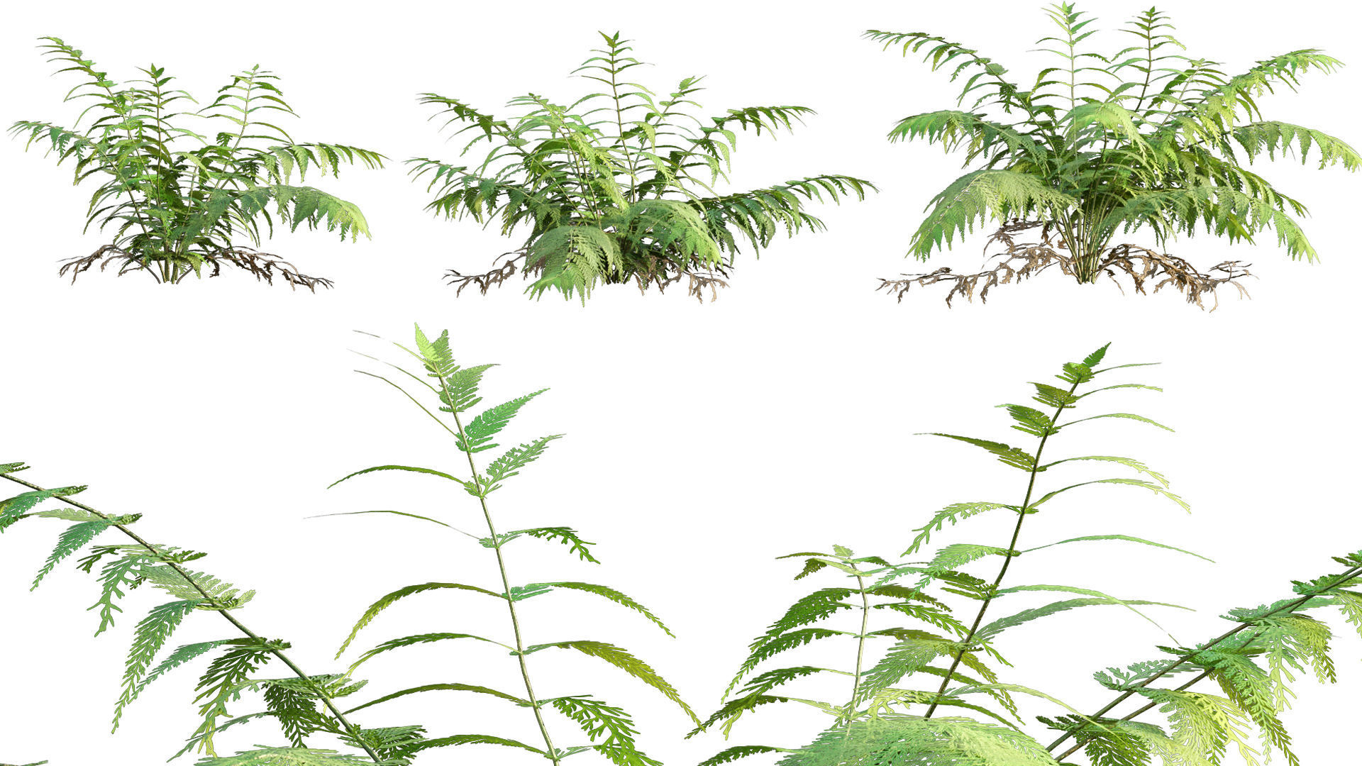 Bundle 09 - Fern garden 3D model_18