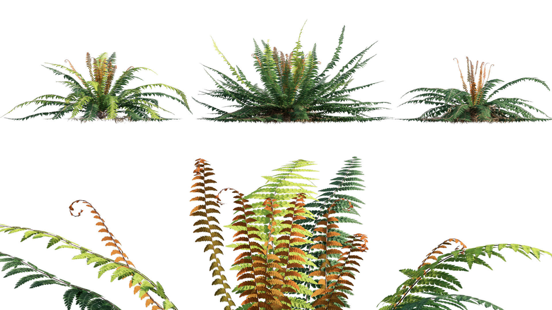 Bundle 09 - Fern garden 3D model_29