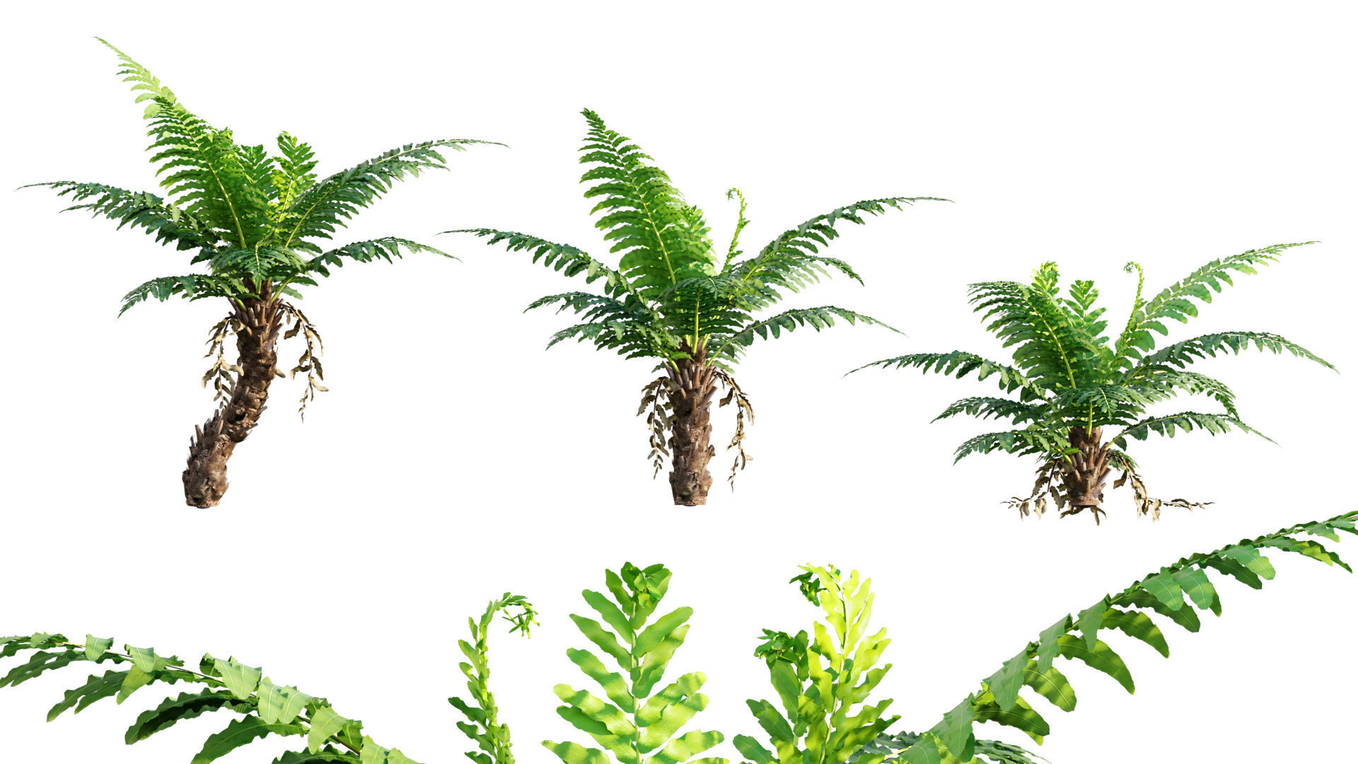 Bundle 09 - Fern garden 3D model_6
