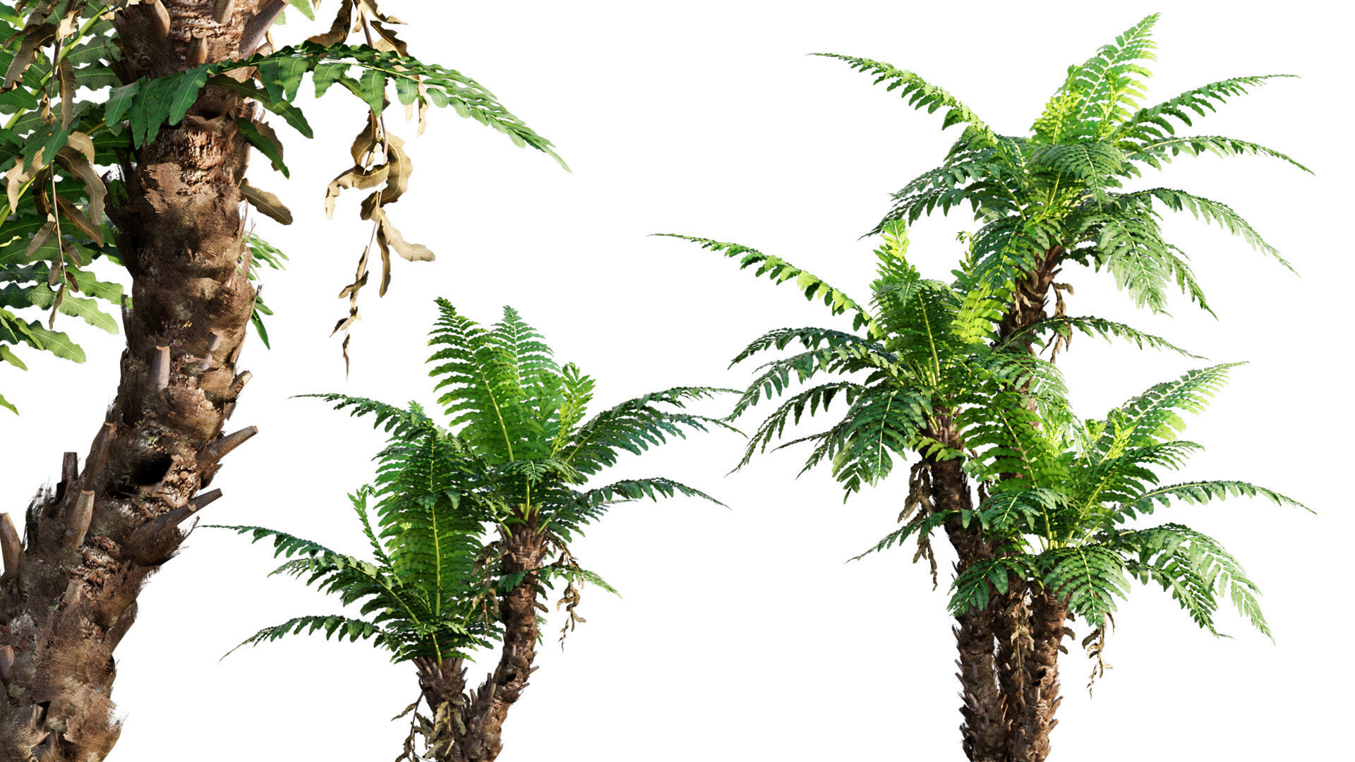 Bundle 09 - Fern garden 3D model_9