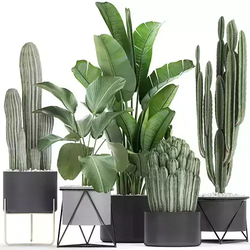 Collection of decorative cactus in black flowerpots 747