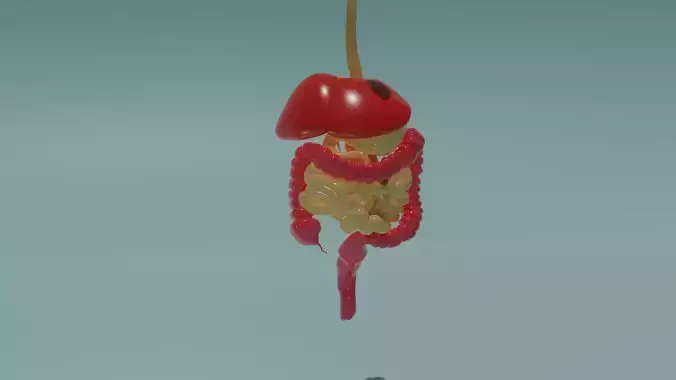 Human Digestive System