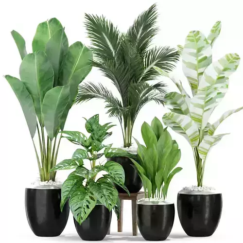 Plants collection 415 3D model