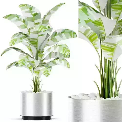 Plants collection 416