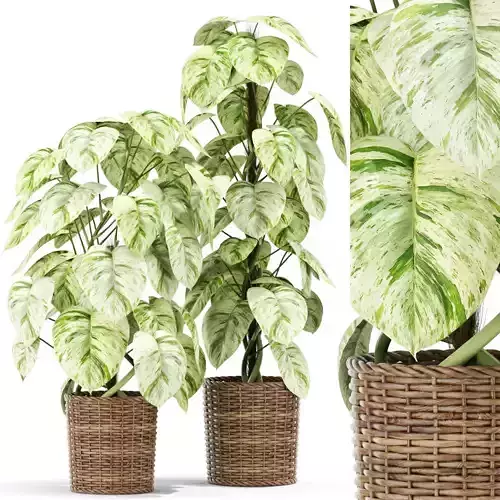 Plants collection 417