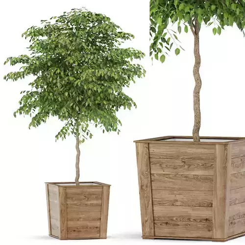 Plants collection 418