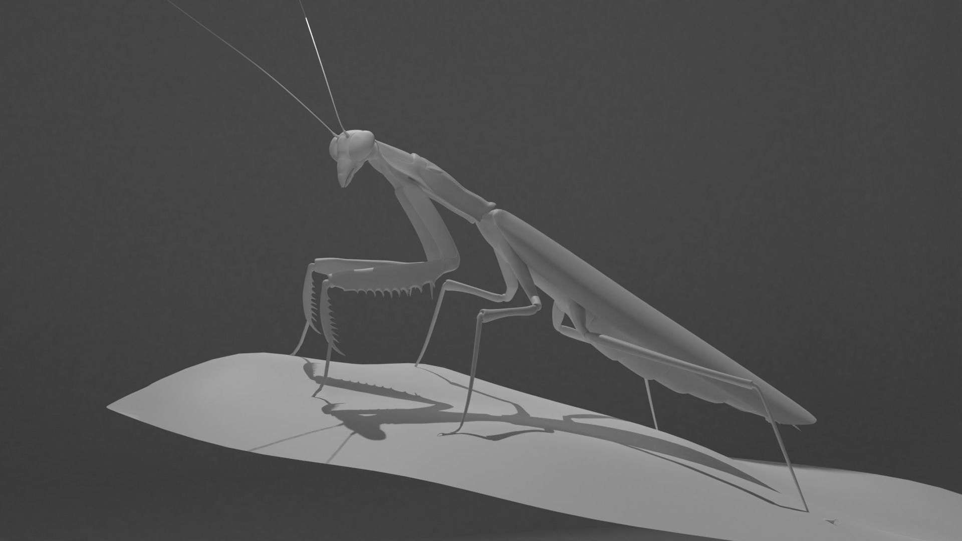 Belalang sembah 3D model_1