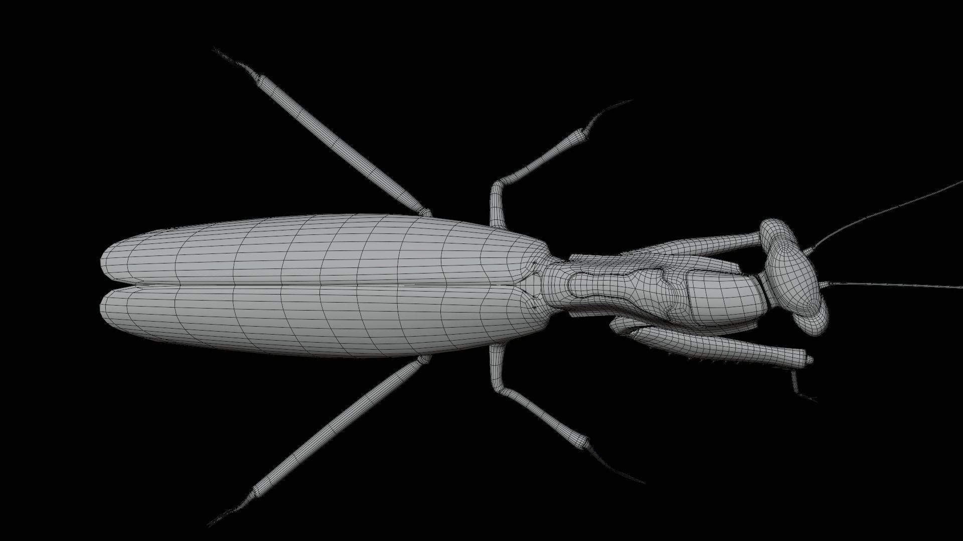 Belalang sembah 3D model_3