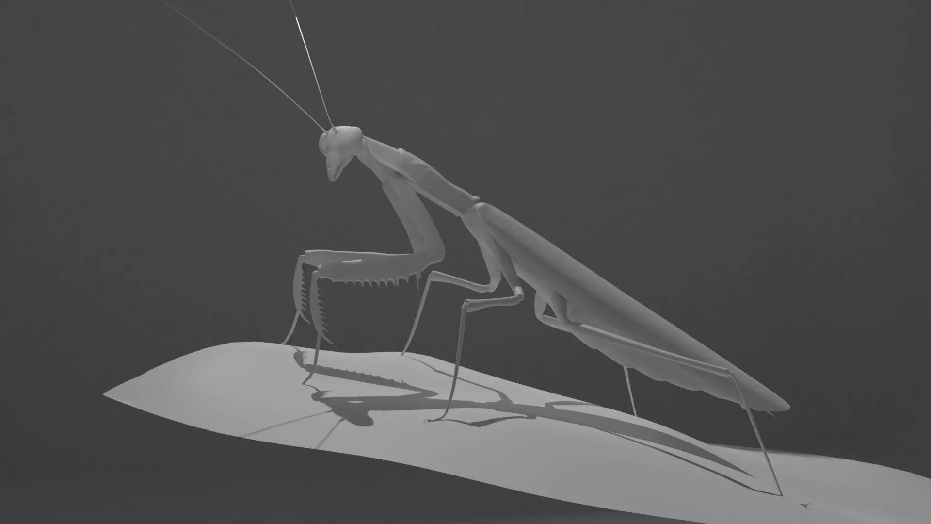 Belalang sembah 3D model_0