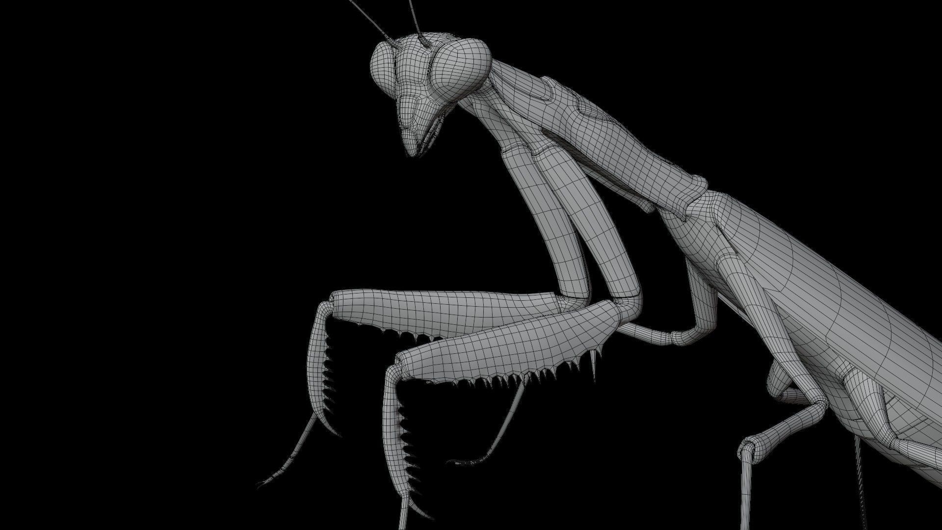 Belalang sembah 3D model_2