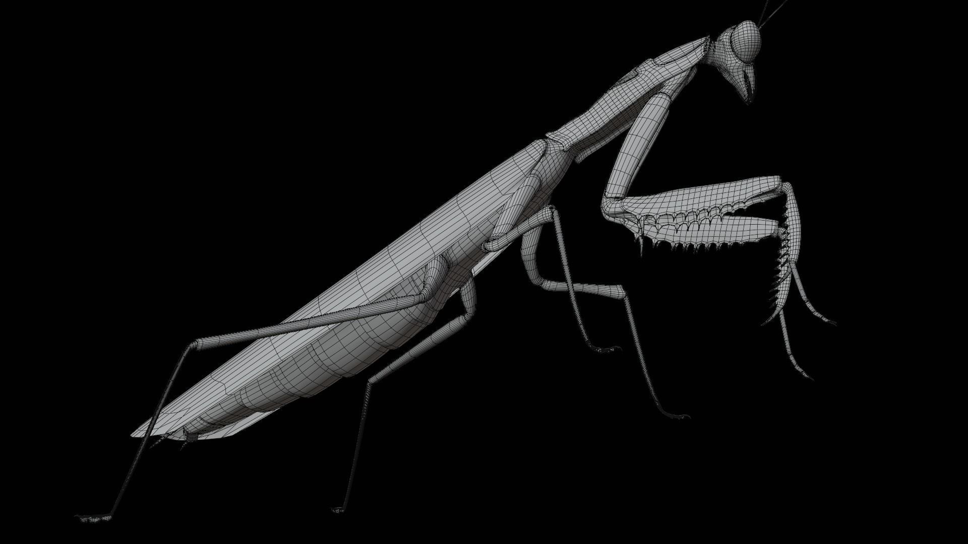 Belalang sembah 3D model_4