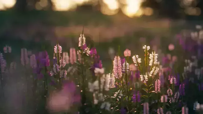 Physostegia virginiana Low-poly 3D model