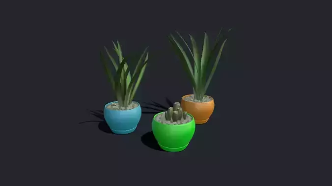 Plant and cactus whit pot