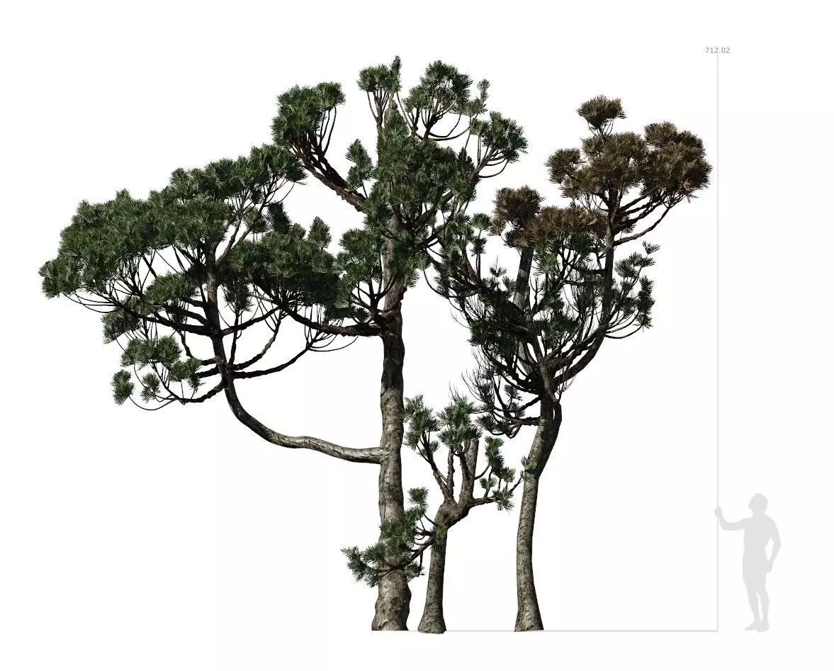 Conifer Tree 004 3D model_0