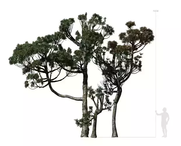 Conifer Tree 004 3D model