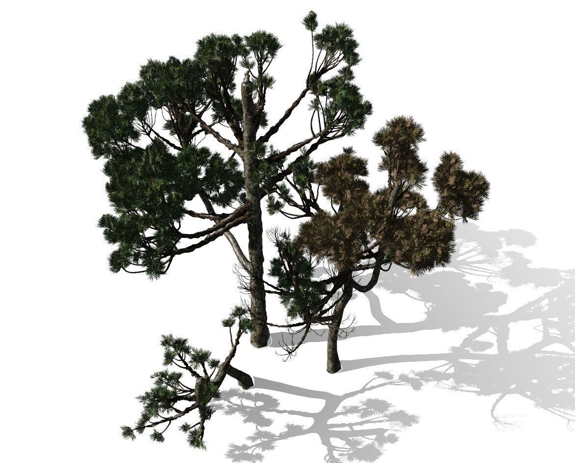 Conifer Tree 004 3D model_8