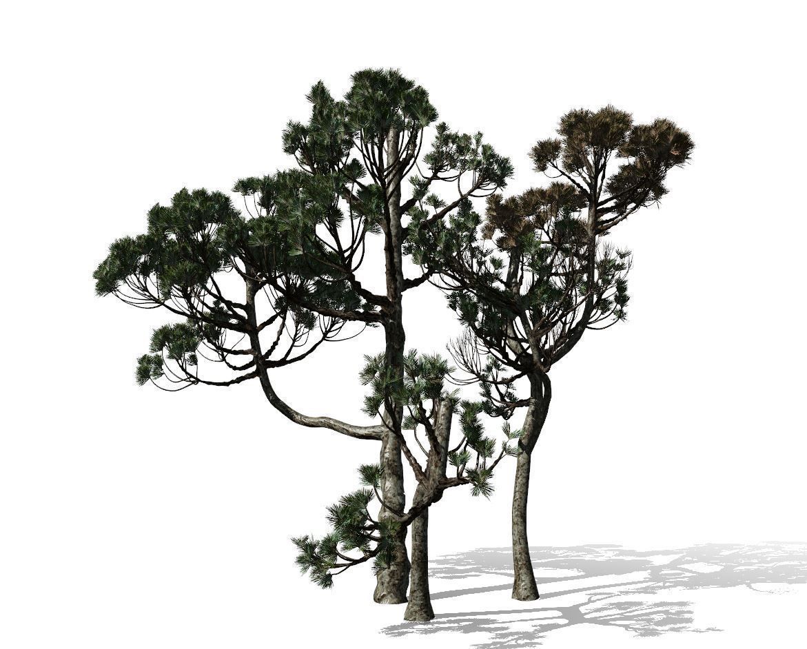Conifer Tree 004 3D model_5