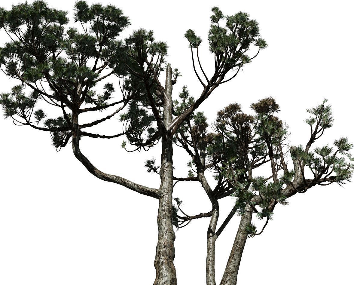 Conifer Tree 004 3D model_6